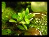 Dateiname : Echinodorus4.jpg
Dateigröße : 98KB
Abmessungen : 860x660
hinzugefügt am : 07.Juli 2009 Echinodorus4.jpg