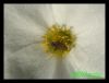 Echipytonbluete2.jpg