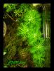 Dateiname : HottoniaPalustris.jpg
Dateigröße : 262KB
Abmessungen : 920x1187
hinzugefügt am : 18.Dezember 2009 HottoniaPalustris.jpg