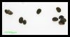 Dateiname : Kahnschnecken1.jpg
Dateigröße : 21KB
Abmessungen : 800x428
hinzugefügt am : 22.September 2011 Kahnschnecken1.jpg