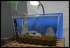 Littleshrimpaniacs6.jpg
