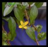 Dateiname : Ludwigiarepensxacurata1.jpg
Dateigröße : 90KB
Abmessungen : 870x845
hinzugefügt am : 21.Juli 2010 Ludwigiarepensxacurata1.jpg