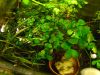 Dateiname : Marsilea_hirsuta2.jpg
Dateigröße : 133KB
Abmessungen : 800x600
hinzugefügt am : 31.Juli 2009 Marsilea_hirsuta2.jpg