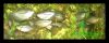 Dateiname : Mosaikfadenfische.jpg
Dateigröße : 82KB
Abmessungen : 860x347
hinzugefügt am : 25.September 2010 Mosaikfadenfische.jpg