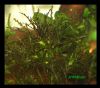 Najas_sp__from_Roraima~0.jpg