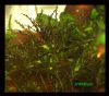 Najas_sp__from_Roraima~1.jpg