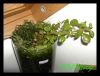 Ludwigia Repens als emerser Versuch