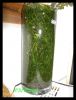 Nixkraut in 4 Liter Vase