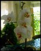 Orchideegetupft.jpg