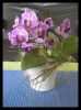 Orchideemini.jpg