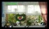 Orchideenfenster.jpg