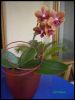 Orchideeorange.jpg