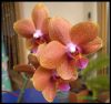 Orchideeorange2.jpg