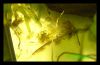 Albinopanzerwelslarve mit grnen Hydra