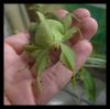 Phylliumcelebicum.jpg