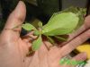 Wandelnde Bltter/Phylliumcelebicum.