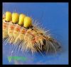 Dateiname : RaupeSchlehenBuerstenspinner2.jpg
Dateigröße : 94KB
Abmessungen : 860x824
hinzugefügt am : 11.August 2009 RaupeSchlehenBuerstenspinner2.jpg