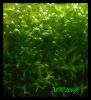 Dateiname : Riccia.jpg
Dateigröße : 138KB
Abmessungen : 860x945
hinzugefügt am : 21.Juni 2009 Riccia.jpg