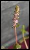 RotalaRotundifolia1.jpg