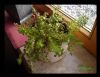 emersr Rotala Rotundifolia mit Blte, Pfennigkraut, Crassula recurva und Myro Brasiliense