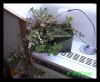 Rotala mit roter Spinne