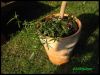 Dateiname : SeemandelPolygonum.jpg
Dateigröße : 183KB
Abmessungen : 800x605
hinzugefügt am : 26.Juli 2012 SeemandelPolygonum.jpg