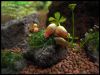 TausendManadocreekFissidens2.jpg