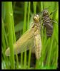 Vierflecklibelle beim Schlupf