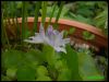 Dateiname : Wasserhyazinthebluete.jpg
Dateigröße : 54KB
Abmessungen : 800x604
hinzugefügt am : 27.Februar 2011 Wasserhyazinthebluete.jpg