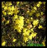 Winterjasmin.jpg