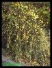 Dateiname : Winterjasmin2.jpg
Dateigröße : 449KB
Abmessungen : 860x1127
hinzugefügt am : 30.November 2009 Winterjasmin2.jpg