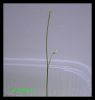ulticularia_graminifolia3.jpg
