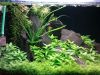 25 Liter Aquarium Hannes 1