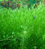 Rotala sp.green
