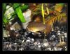 Dateiname : Apisto1.jpg
Dateigröße : 197KB
Abmessungen : 1024x803
hinzugefügt am : 19.Mai 2009 Apisto1.jpg
