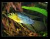 Apisto2.jpg