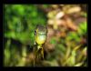 Apistogramma borrellii Mnchen