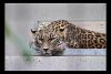 Leopard.jpg