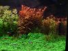 Rotala rotundifolia