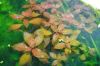 Ludwigia-sp-weinrot_290609.jpg