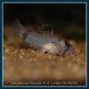 Corydoras Panda