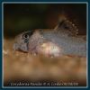 Corydoras Panda