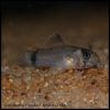 Corydoras Panda