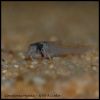 Corydoras Panda