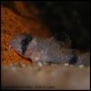 Corydoras Panda