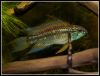 Apistogramma bitaeniata