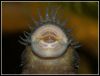Dateiname : ancistrus_maul_m.jpg
Dateigröße : 196KB
Abmessungen : 567x434
hinzugefügt am : 19.Januar 2009 ancistrus_maul_m.jpg