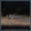 Corydoras Panda