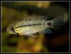 Apistogramma linkei