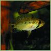 Apistogramma Linkei